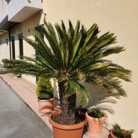 Palma cycas