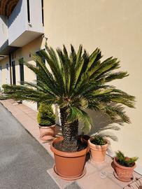 Palma cycas