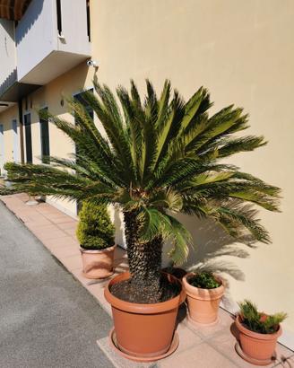 Palma cycas