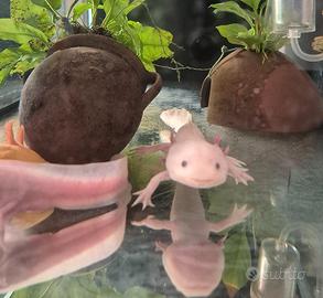 Coppia Leucistic Axolotl Adulti Colore Rosa