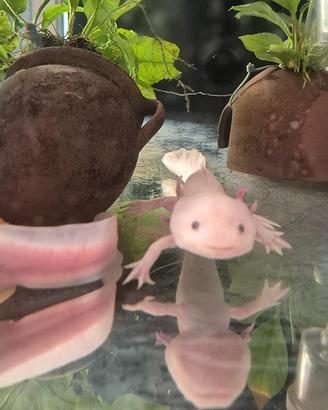 Coppia Leucistic Axolotl Adulti Colore Rosa