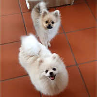 Volpino di pomerania nano femmina pedigree