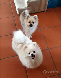 Volpino di pomerania nano femmina pedigree