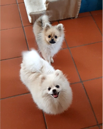 Volpino di pomerania nano femmina pedigree