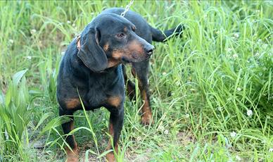 Kopove femmina da caccia