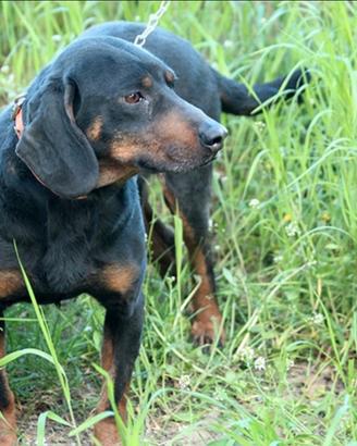 Kopove femmina da caccia