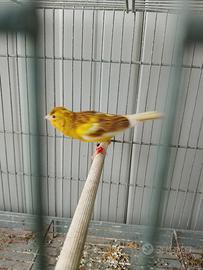 Coppia canarini spagnoli 2025