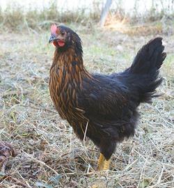 Gallina ovaiola