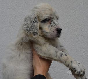 Setter inglese cuccioli