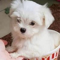 Maltese
