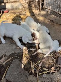 Cuccioli setter inglese