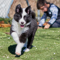 Cuccioli Yakutian Laika