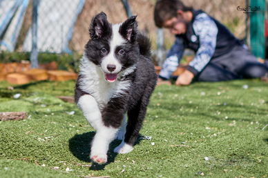 Cuccioli Yakutian Laika