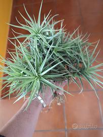 tillandsia