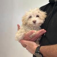 Maltipoo chiaro maschio barboncino / maltese