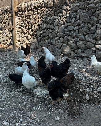 Australorp / wyandotte oro orlo nero / araucana