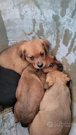 Cuccioli metà Rottweiler