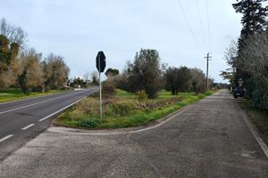 Terreno con ulivi
