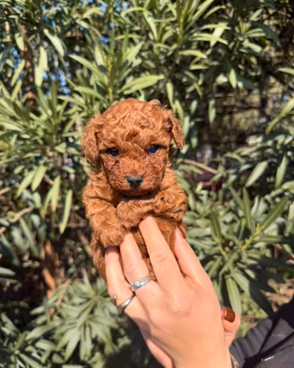 Barboncini mini toy