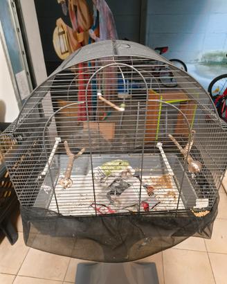 Gabbia uccelli