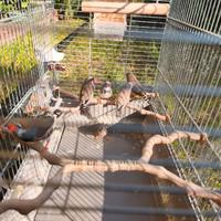 Diamanti mandarino - Bengalini