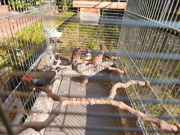 Diamanti mandarino - Bengalini