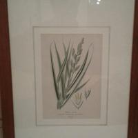 stampe botaniche