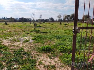Terreno agricolo recintato 2300 MQ