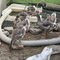 Oche del campidoglio