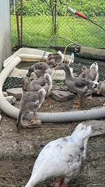 Oche del campidoglio