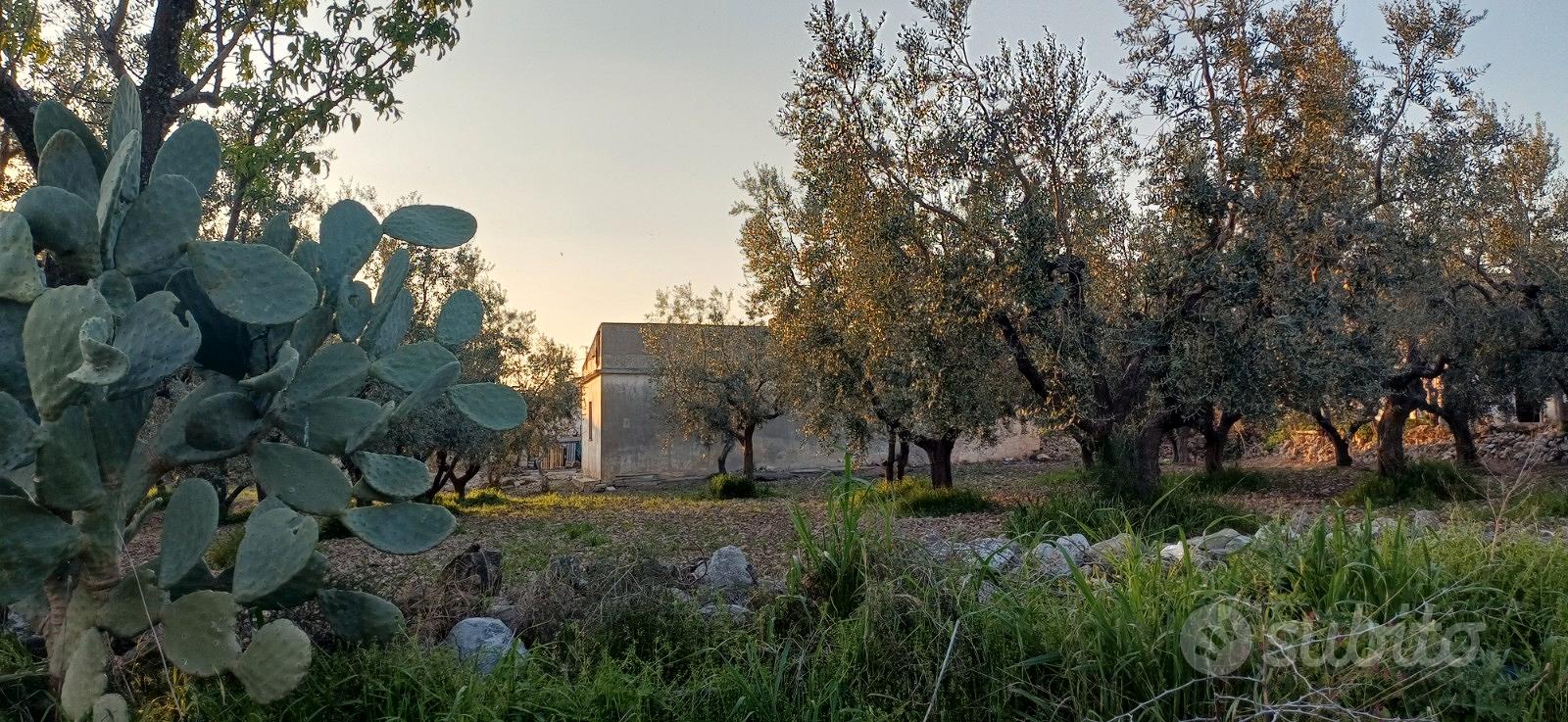 Tenuta da ristrutturare - Vista 3