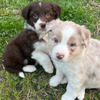 Cuccioli border collie