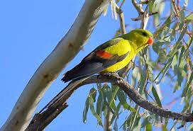 Pulli di Parrocchetto coda nera