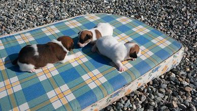 Jack Russel zampa corta