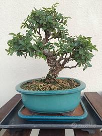 bonsai di olmo parvifoglia