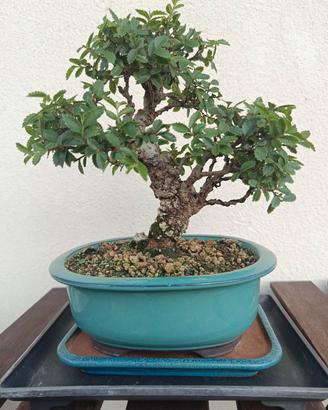 bonsai di olmo parvifoglia