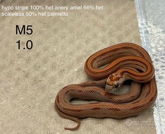 Serpenti del grano più allestimento