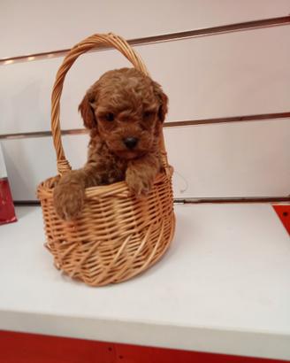 Barboncino maltipo toy maschio Red