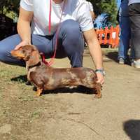 Bassotto arlecchino stallone con pedigree