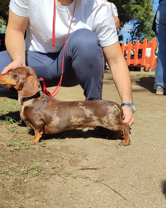 Bassotto arlecchino stallone con pedigree