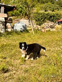 Cuccioli di border collie