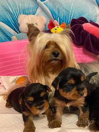 Yorkshire cuccioli con Pedigree Enci