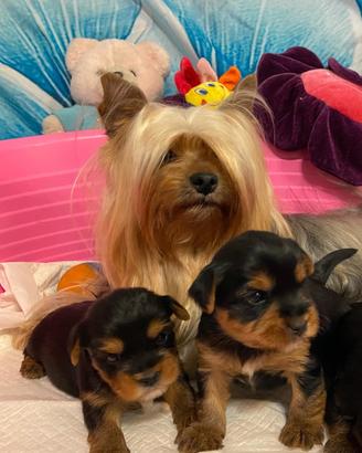 Yorkshire cuccioli con Pedigree Enci