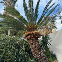 Cycas adulta 2 m – pianta ornamentale