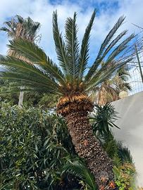 Cycas adulta 2 m – pianta ornamentale
