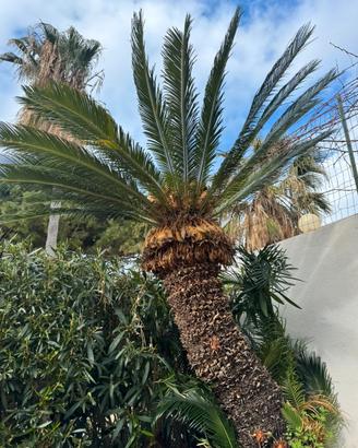 Cycas adulta 2 m – pianta ornamentale