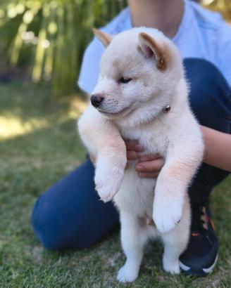 Ultimo stupendo cucciolo Shiba