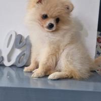 Spitz di pomerania nano