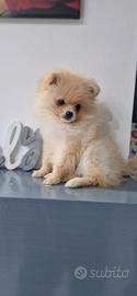 Spitz di pomerania nano