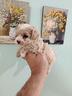 cuccioli-di-maltipoo-mini-toy